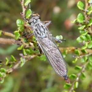 Cerdistus sp. (genus) at Cotter River, ACT - 11 Jan 2019 09:39 AM