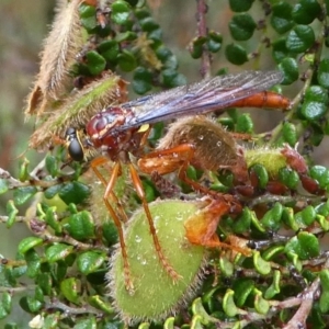 Humerolethalis sergius at Cotter River, ACT - 11 Jan 2019 09:47 AM