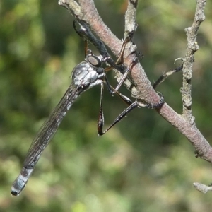 Leptogaster sp. (genus) at Cotter River, ACT - 11 Jan 2019