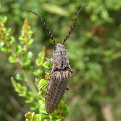 Elateridae sp. (family) (Unidentified click beetle) at Cotter River, ACT - 11 Jan 2019 by HarveyPerkins