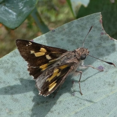 Trapezites phigalioides (Montane Ochre) at Cotter River, ACT - 11 Jan 2019 by HarveyPerkins