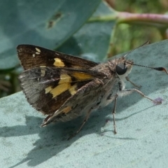 Trapezites phigalioides at Cotter River, ACT - 11 Jan 2019