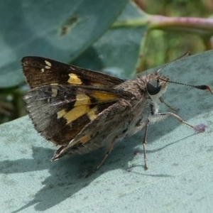 Trapezites phigalioides at Cotter River, ACT - 11 Jan 2019