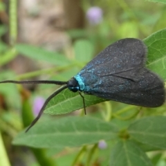 Pollanisus lithopastus (A Forester Moth) at Namadgi National Park - 11 Jan 2019 by HarveyPerkins