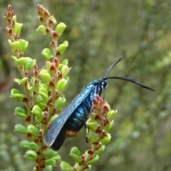 Pollanisus lithopastus at Namadgi National Park - 11 Jan 2019