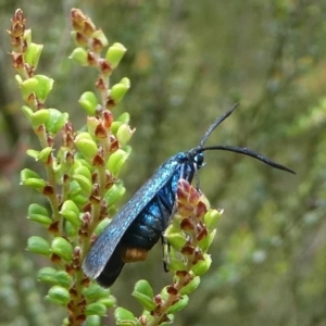 Pollanisus lithopastus at Namadgi National Park - 11 Jan 2019 11:21 AM