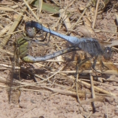 Orthetrum caledonicum (Blue Skimmer) at Dunlop, ACT - 22 Jan 2019 by Christine