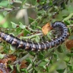 Paradoxosomatidae sp. (family) (Millipede) at Cotter River, ACT - 11 Jan 2019 by HarveyPerkins