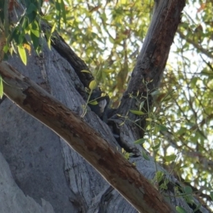 Callocephalon fimbriatum at Hughes, ACT - suppressed