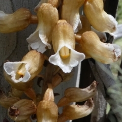 Gastrodia procera (Tall Potato Orchid) at Cotter River, ACT - 11 Jan 2019 by HarveyPerkins