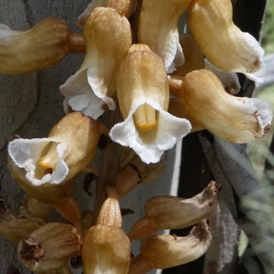Gastrodia entomogama (Brindabella potato orchid) at Cotter River, ACT - 11 Jan 2019 by HarveyPerkins