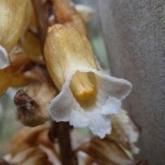 Gastrodia procera at Cotter River, ACT - suppressed