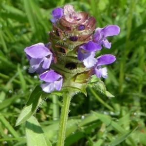 Prunella vulgaris at Paddys River, ACT - 12 Jan 2019 09:23 AM