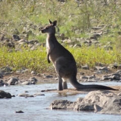 Macropus giganteus (Eastern Grey Kangaroo) at Greenway, ACT - 9 Jan 2019 by michaelb