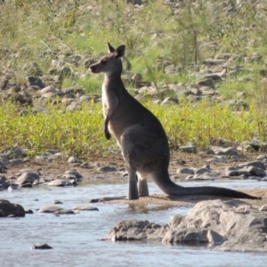 Macropus giganteus at Greenway, ACT - 9 Jan 2019 06:37 PM