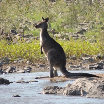 Macropus giganteus (Eastern Grey Kangaroo) at Greenway, ACT - 9 Jan 2019 by michaelb