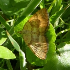 Chrysolarentia correlata (Yellow Carpet) at Paddys River, ACT - 11 Jan 2019 by HarveyPerkins