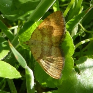 Chrysolarentia correlata at Paddys River, ACT - 12 Jan 2019 09:24 AM