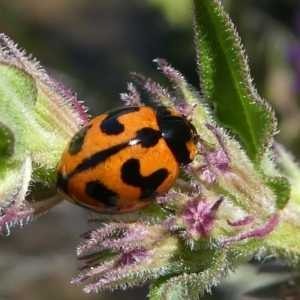 Coccinella transversalis at Paddys River, ACT - 12 Jan 2019 11:26 AM