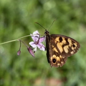 Heteronympha cordace at Paddys River, ACT - 12 Jan 2019 09:24 AM