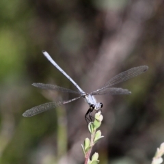 Griseargiolestes intermedius (Alpine Flatwing) at Paddys River, ACT - 11 Jan 2019 by HarveyPerkins