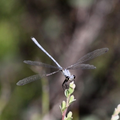 Griseargiolestes intermedius (Alpine Flatwing) at Paddys River, ACT - 12 Jan 2019 by HarveyPerkins