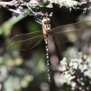 Synthemis eustalacta at Paddys River, ACT - 12 Jan 2019