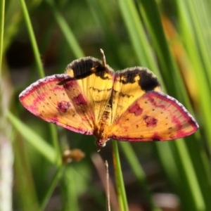 Chrysolarentia perornata at Paddys River, ACT - 12 Jan 2019