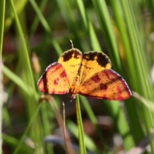 Chrysolarentia perornata at Paddys River, ACT - 12 Jan 2019