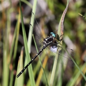 Eusynthemis guttata at Paddys River, ACT - 12 Jan 2019