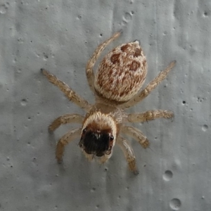 Maratus griseus at Kambah, ACT - 10 Jan 2019