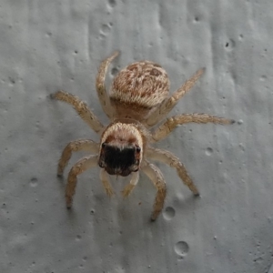 Maratus griseus at Kambah, ACT - 10 Jan 2019