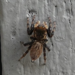 Maratus griseus at Kambah, ACT - 10 Jan 2019