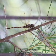 Adversaeschna brevistyla (Blue-spotted Hawker) at Endrick, NSW - 16 Jan 2019 by CharlesDove