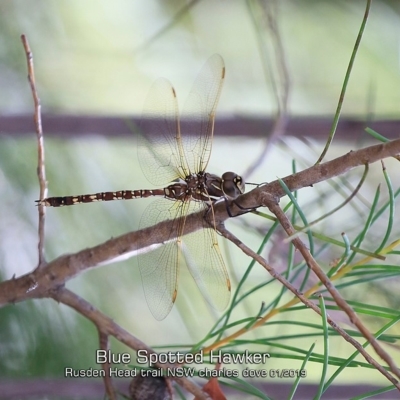 Adversaeschna brevistyla (Blue-spotted Hawker) at Endrick, NSW - 16 Jan 2019 by CharlesDove