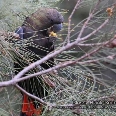 Calyptorhynchus lathami (Glossy Black-Cockatoo) at Ulladulla, NSW - 18 Jan 2019 by Charles Dove