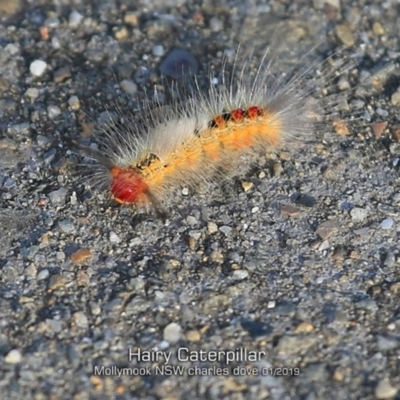 Unidentified Insect at Mollymook, NSW - 19 Jan 2019 by CharlesDove