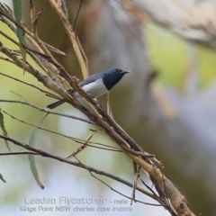 Myiagra rubecula (Leaden Flycatcher) at Kings Point, NSW - 19 Jan 2019 by CharlesDove