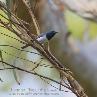 Myiagra rubecula (Leaden Flycatcher) at Kings Point, NSW - 19 Jan 2019 by CharlesDove