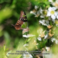 Graphium macleayanum (Macleay's Swallowtail) at Porters Creek, NSW - 16 Jan 2019 by CharlesDove