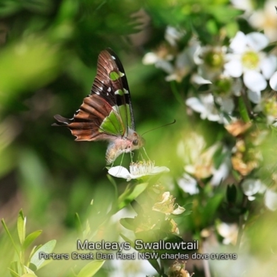 Graphium macleayanum (Macleay's Swallowtail) at Porters Creek, NSW - 16 Jan 2019 by CharlesDove