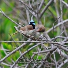 Malurus cyaneus (Superb Fairywren) at Mollymook Beach, NSW - 18 Jan 2019 by CharlesDove