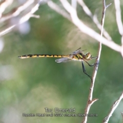 Hemicordulia tau (Tau Emerald) at Porters Creek, NSW - 16 Jan 2019 by CharlesDove