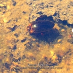 Rhantus suturalis at Morton National Park - 15 Jan 2019 by CharlesDove