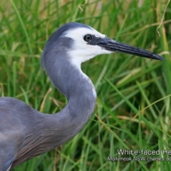 Egretta novaehollandiae (White-faced Heron) at Mollymook, NSW - 20 Jan 2019 by CharlesDove