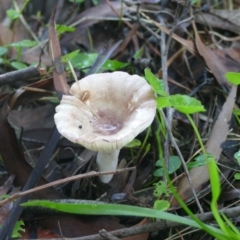 Russula sp. (genus) (Russula) at Morton, NSW - 20 Dec 2018 by vivdavo