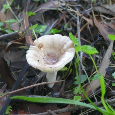 Russula sp. (genus) (Russula) at Morton, NSW - 20 Dec 2018 by vivdavo