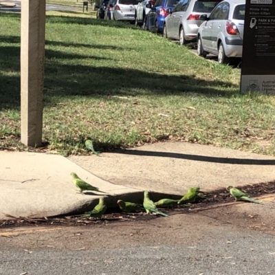 Polytelis swainsonii (Superb Parrot) at Acton, ACT - 31 Jan 2019 by TimYiu