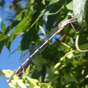 Austrolestes leda at Kambah, ACT - 22 Jan 2019