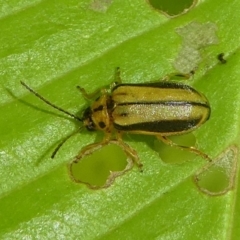 Xanthogaleruca luteola at Kambah, ACT - 23 Jan 2019